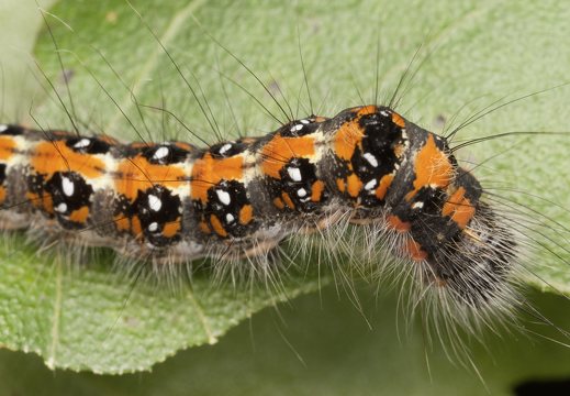 Acronicta tridens caterpillar · tridantis strėlinukas, vikšras
