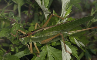 Tettigonia viridissima female · žaliasis žiogas ♀