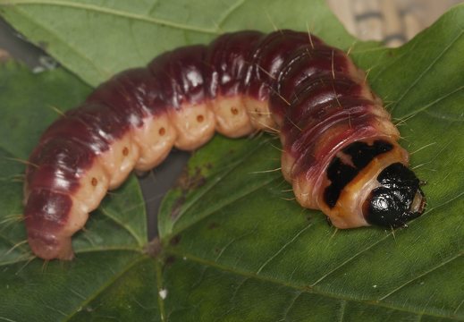Cossus cossus caterpillar · kvapusis medgręžis, vikšras