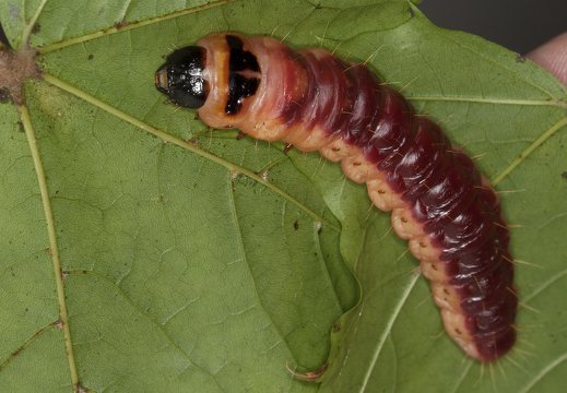 Cossus cossus caterpillar · kvapusis medgręžis, vikšras
