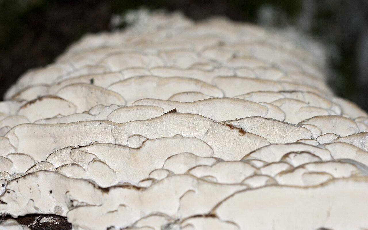 Fungi-4492.jpg