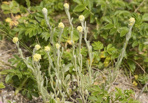 Helichrysum arenarium · smiltyninis šlamutis