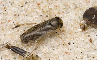 Callicorixa praeusta female · tamsianagė irklablakė ♀