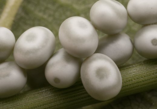 Euthrix potatoria eggs · pievinis verpikas, kiaušinėliai