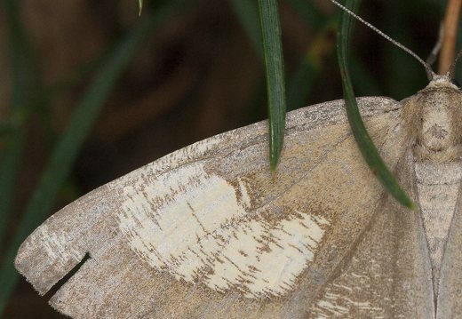 Angerona prunaria  f. corylaria · Slyvinis sprindžius