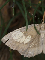 Angerona prunaria  f. corylaria · Slyvinis sprindžius