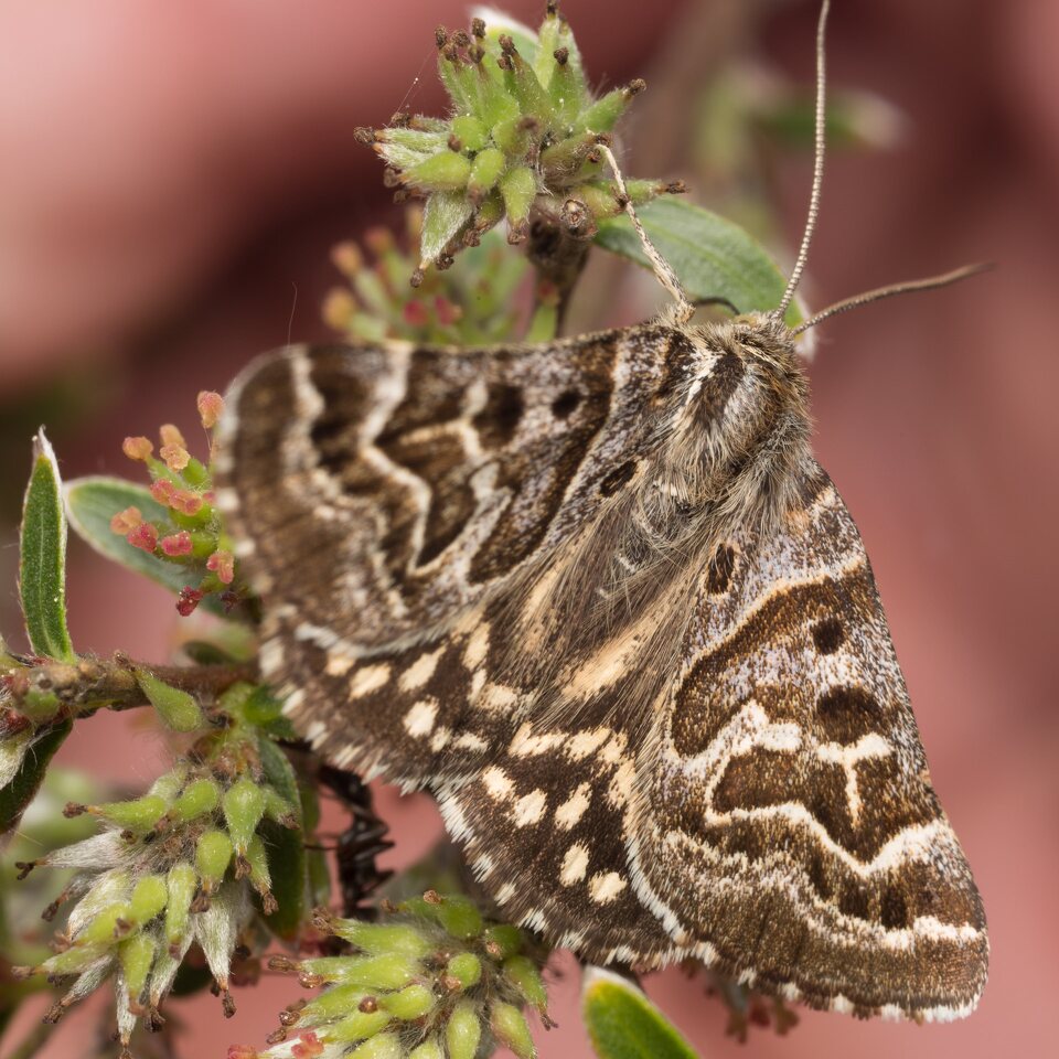 Lepidoptera-0431.jpg