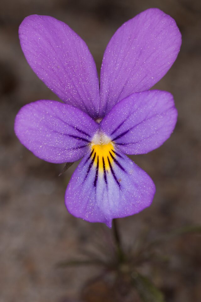 Viola-littoralis-0510.jpg