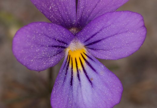 Viola littoralis · pajūrinė našlaitė