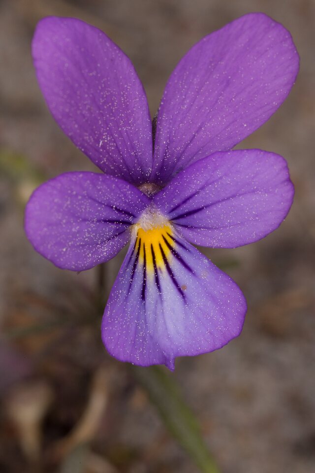 Viola-littoralis-0511.jpg