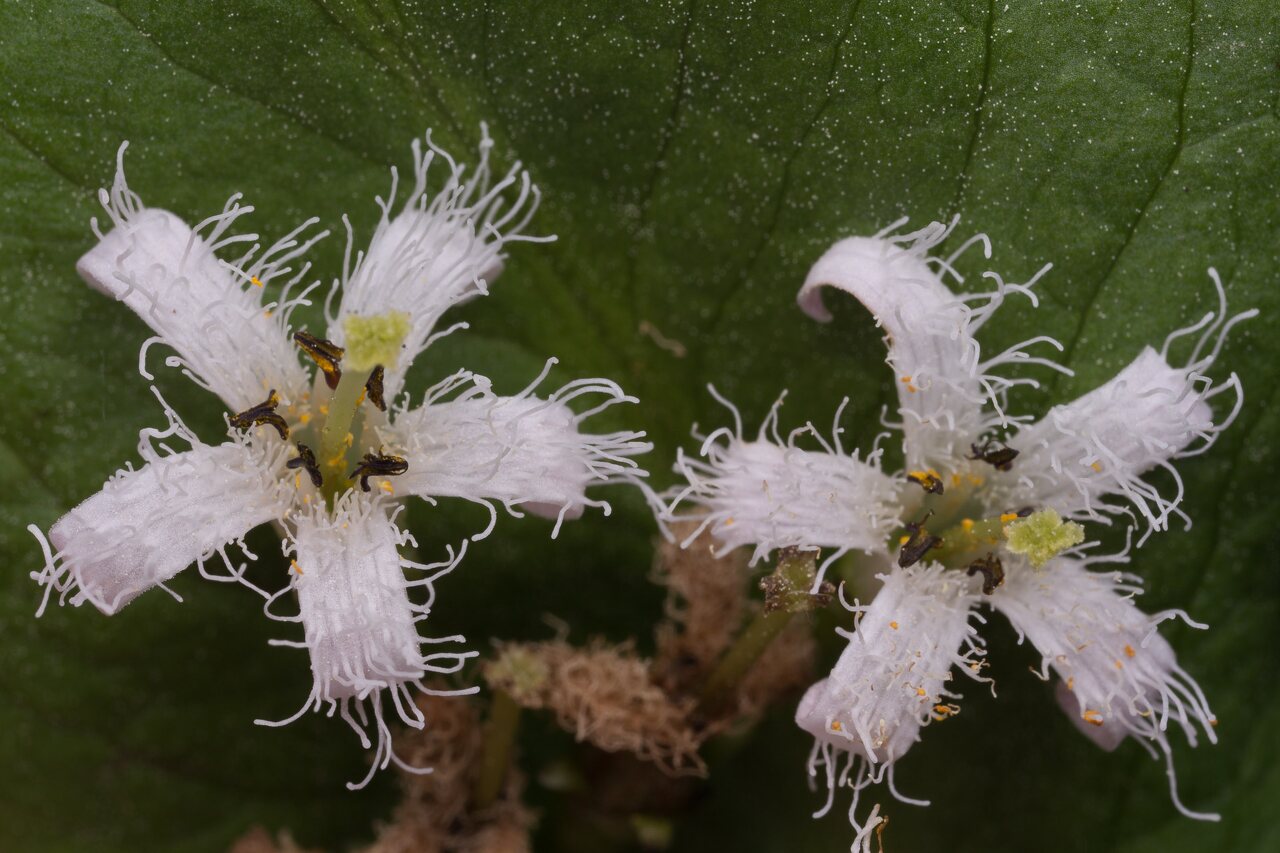Menyanthes-trifoliata-0553.jpg