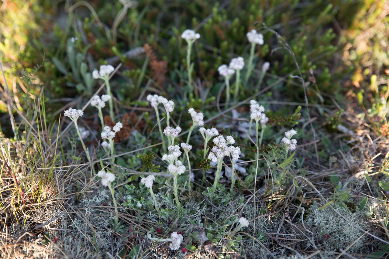 Asteraceae-0582.jpg