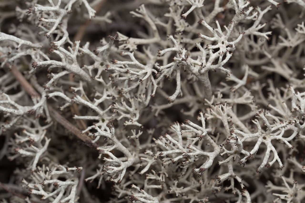 Lichens · kerpės