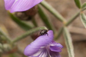 Astragalus arenarius · smiltyninė kulkšnė