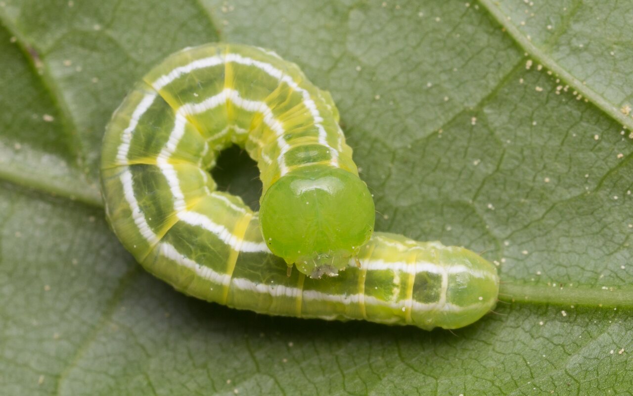 Ptilophora plumigera caterpillar · rudeninis kuoduotis, vikšras