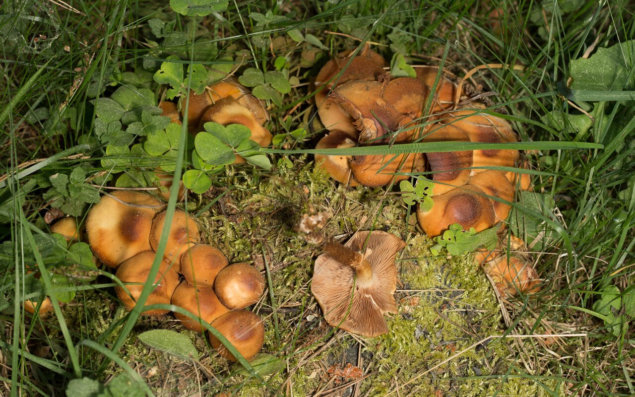 Fungi-0677.jpg