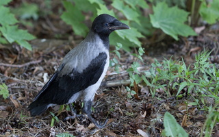 Corvus cornix · pilkoji varna