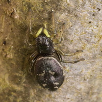 Heliophanus auratus female · auksaspalvis žėrūnas ♀