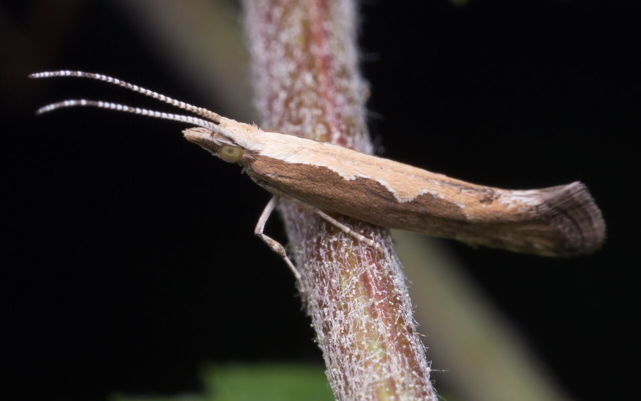 Lepidoptera-0954.jpg