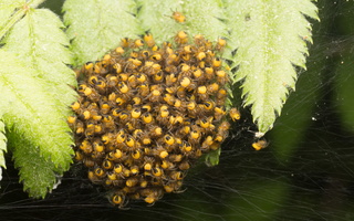 Araneus diadematus spiderlings · paprastasis kryžiuotis, jaunikliai