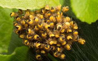 Araneus diadematus spiderlings · paprastasis kryžiuotis, jaunikliai