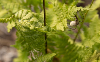 Pisaura mirabilis female with cocoon · paprastasis guolininkas ♀ su kokonu