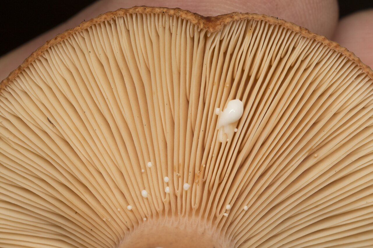 Fungi-2078.jpg