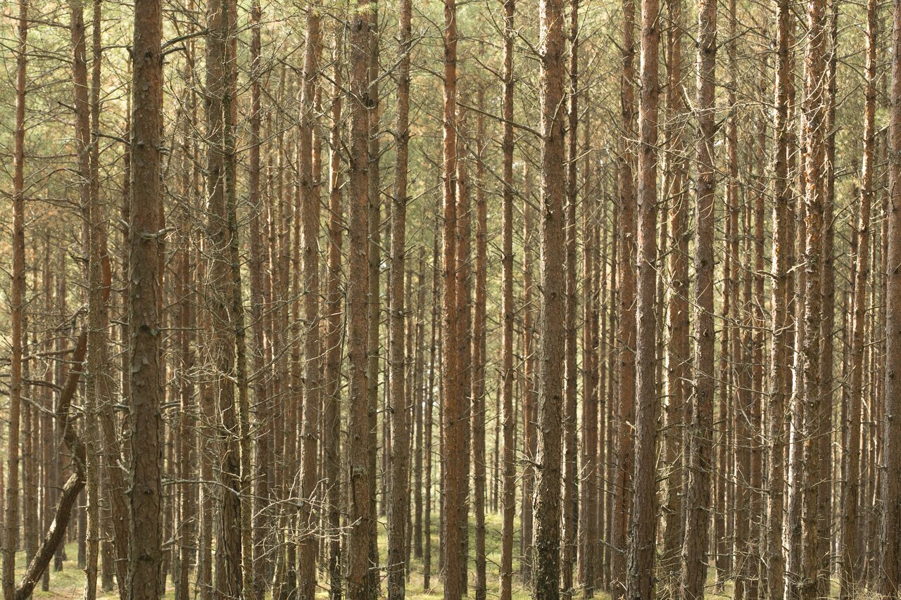 Juodkrantė · miškas