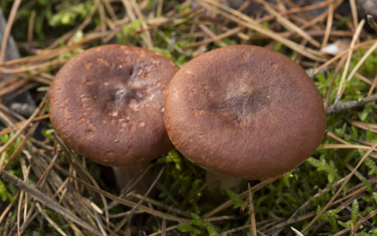 Fungi-2122.jpg