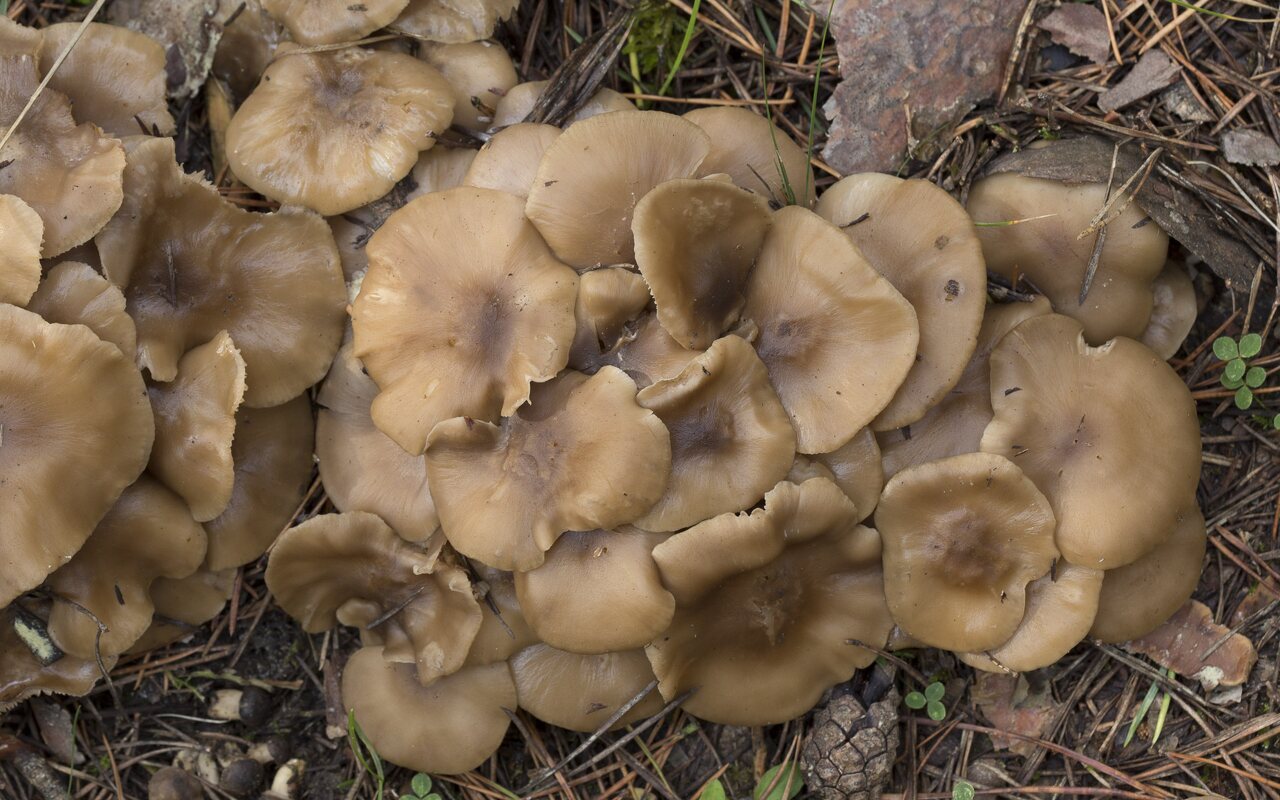 Fungi-2126.jpg