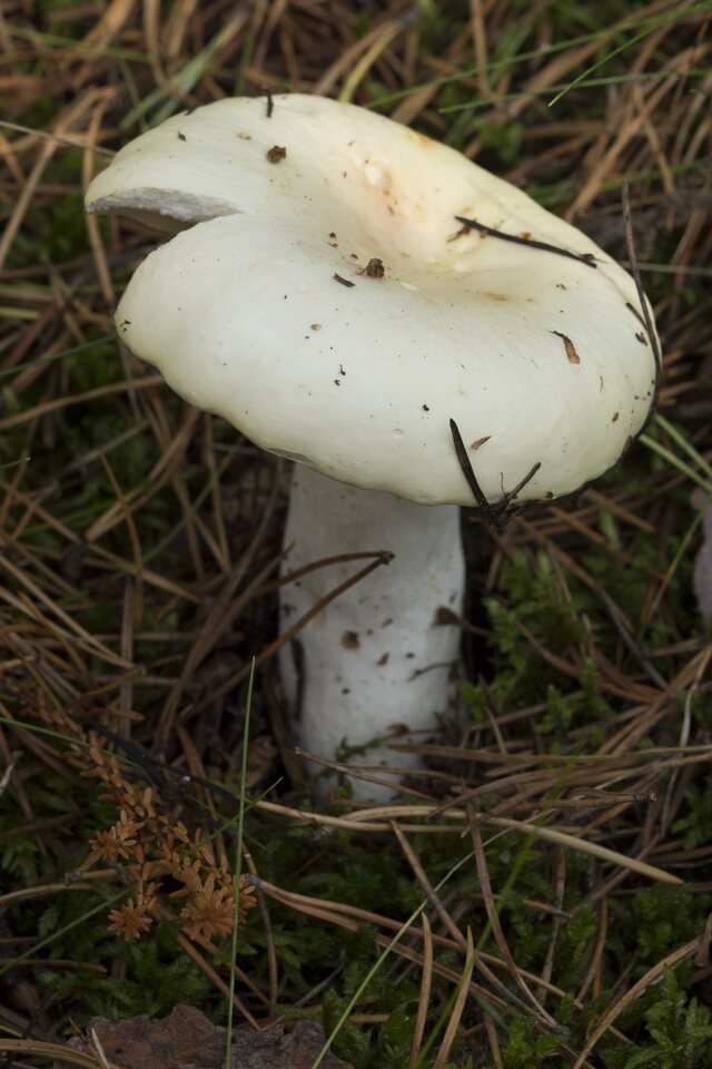 Fungi-2130.jpg