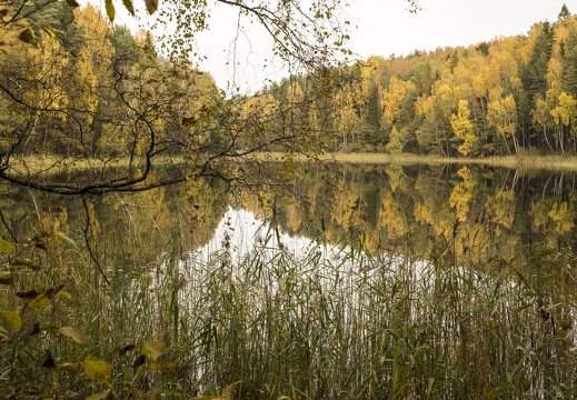 Molėtai · Želvos ežeras, miškas, ruduo