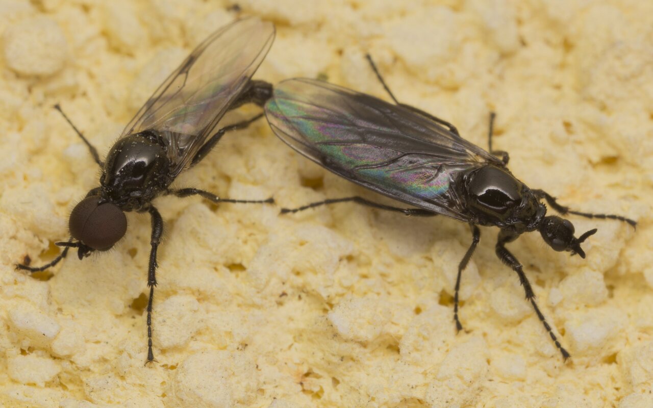 Bibionidae-2556.jpg