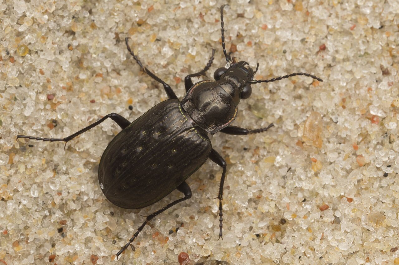 Carabidae-2691.jpg