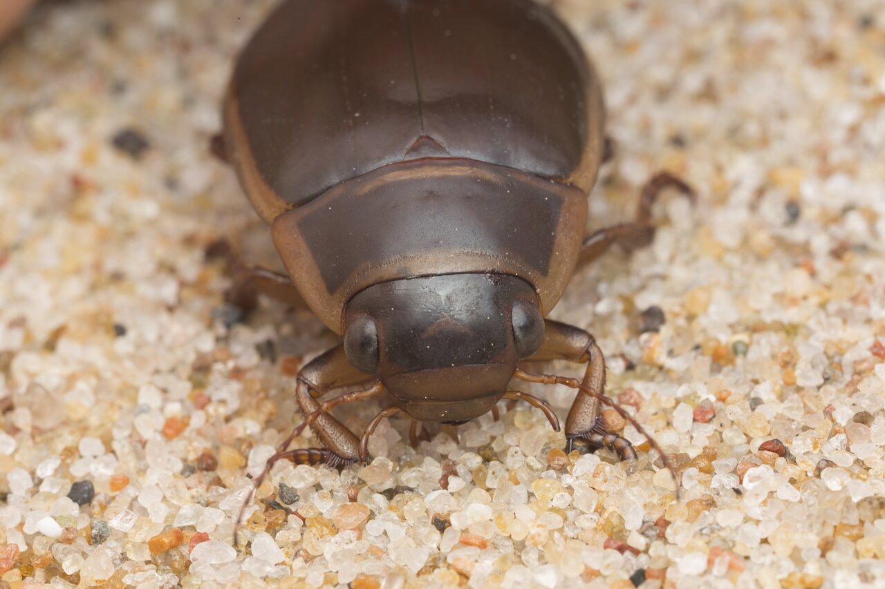 Dytiscidae-2758.jpg
