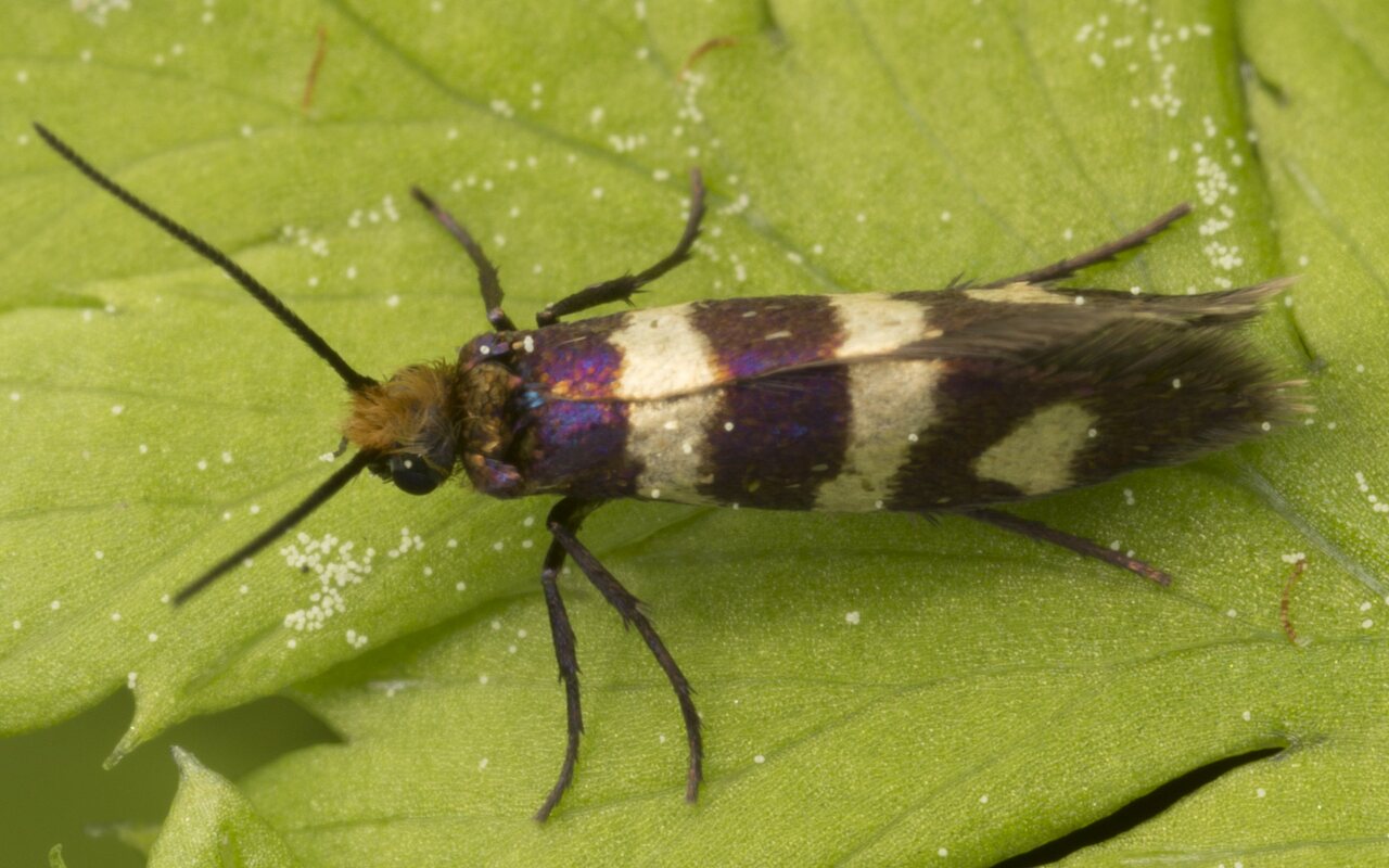 Lepidoptera-2952.jpg