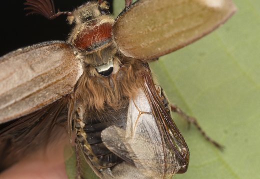 Melolontha melolontha male, wings · paprastasis grambuolys ♂