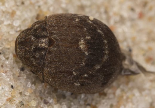 Byrrhus fasciatus · kamuolvabalis