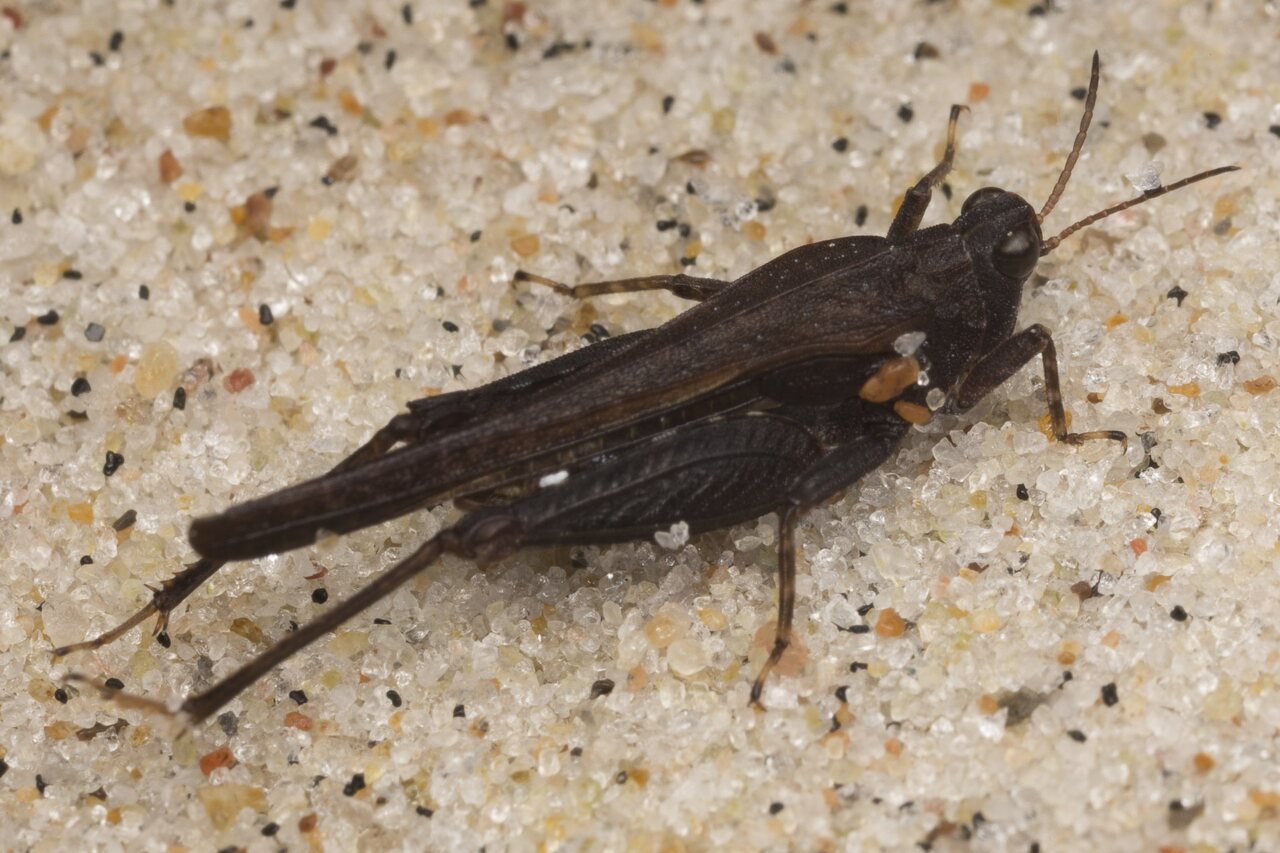 Orthoptera-3146.jpg