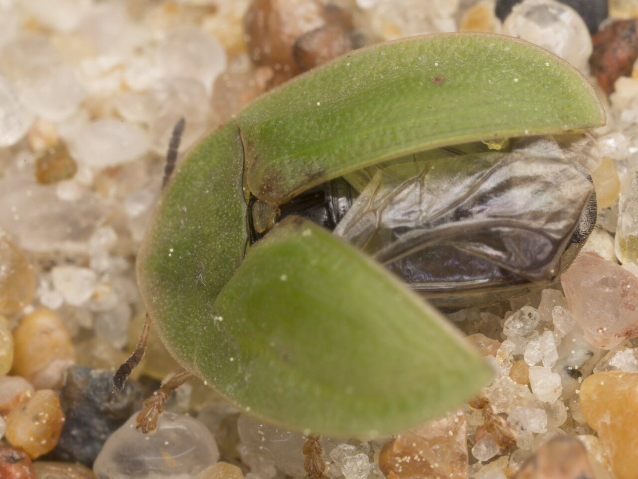 Cassida rubiginosa · varnalėšinis skydinukas