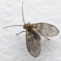 Psychodidae · kandinis uodelis