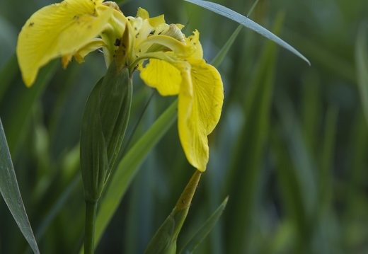 Iris pseudacorus · geltonasis vilkdalgis