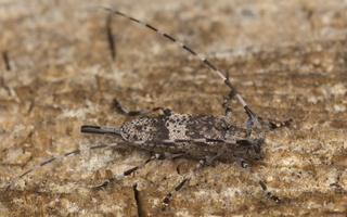 Acanthocinus griseus female · mažasis pušiagraužis ♀