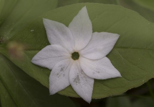 Lysimachia europaea, petals · miškinė septynikė, nukritę žiedlapiai
