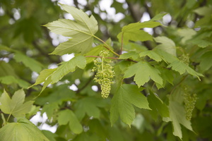 Acer pseudoplatanus · platanalapis klevas