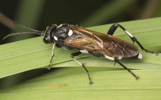 Macrophya duodecimpunctata female · pjūklelis