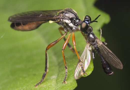 Dioctria hyalipennis female · plėšriamusė ♀