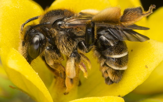 Macropis sp. female · bitė ♀