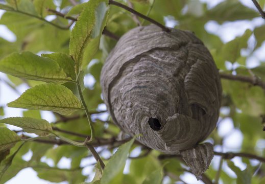 Wasp nest · vapsvų lizdas