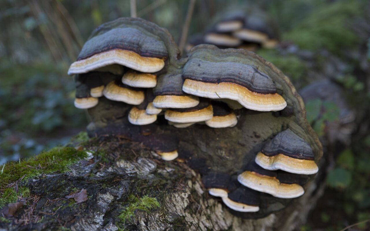 Fungi-4187.jpg